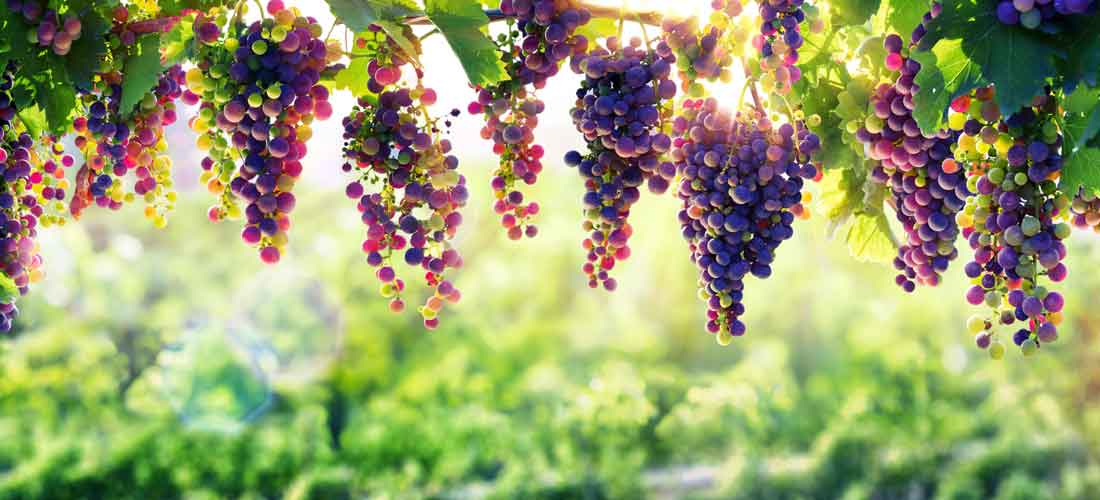 Featured grape varietal – Merlot