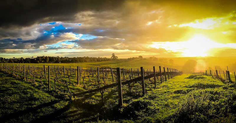 Featured winery – Kings of Kangaroo Ground
