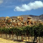Cederberg Wines