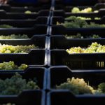 Cederberg Wines