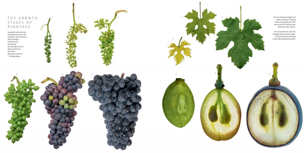 Featured grape varietal – South African Pinotage Growth Stages of Pinotage