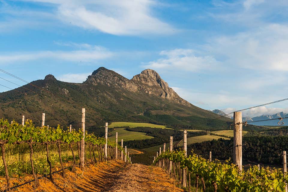 Featured Winery - Kanonkop Wine Estate