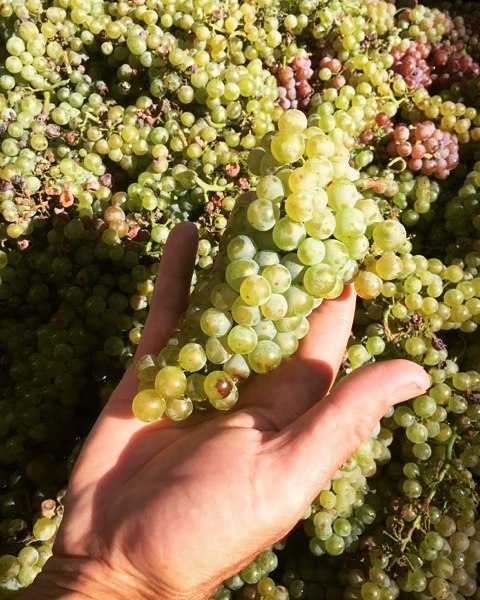 Featured grape varietal – Chardonnay Featured grape varietal – Chardonnay