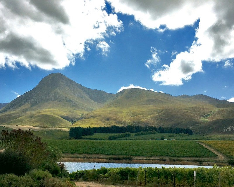 Featured winery – Creation Wines Creation Wines