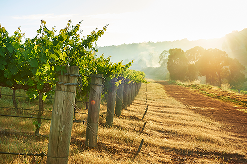 Featured winery – Millbrook Winery Millbrook Winery