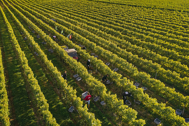 Featured winery – No.1 Family Estate Wines