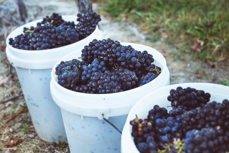 Featured winery – No.1 Family Estate Wines