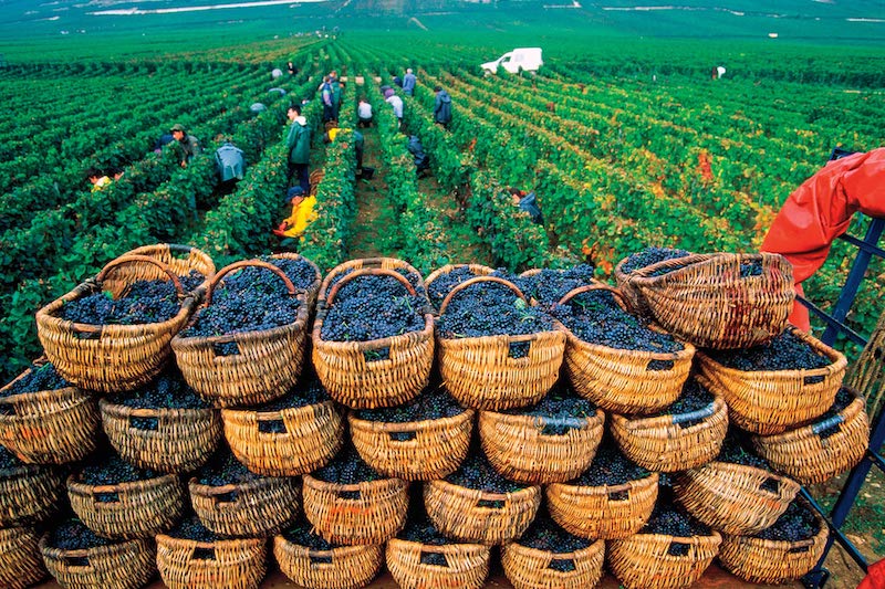 Featured grape varietal – Pinot Noir - The undisputed King of Burgundy Pinot Noir