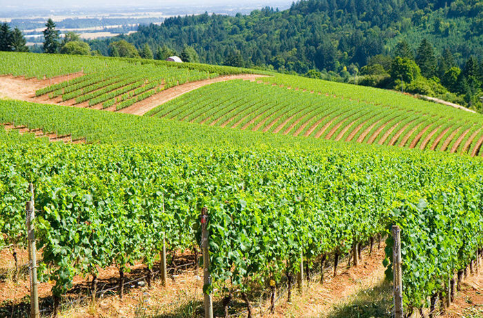 Featured grape varietal – Pinot Noir - The undisputed King of Burgundy Featured grape varietal – Pinot Noir