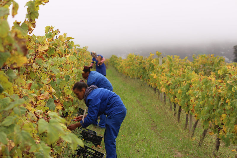 Featured grape varietal – Pinot Noir - The undisputed King of Burgundy Featured grape varietal – Pinot Noir