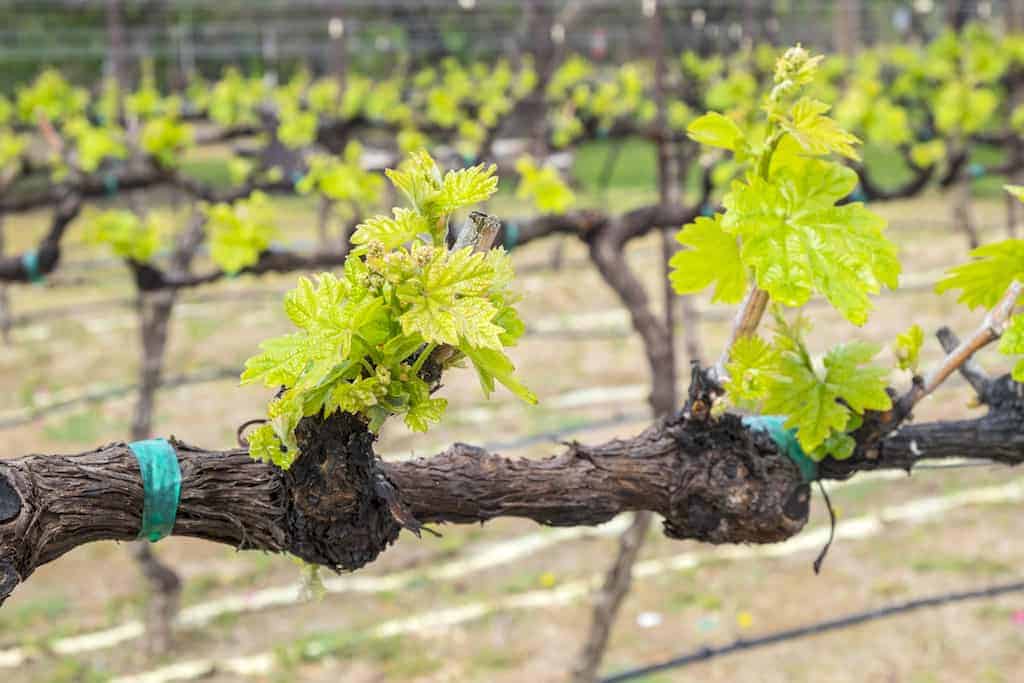 Featured grape varietal: Grenache