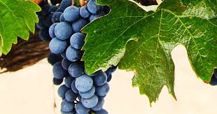 Featured grape varietal: Grenache