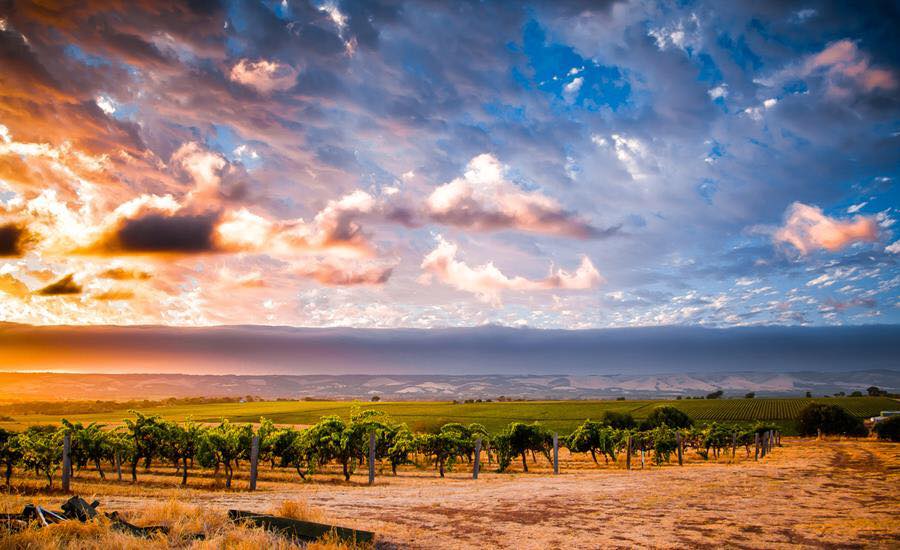 Featured winery: Aphelion Wines Featured winery: Aphelion Wines