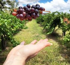 Featured winery: Aphelion Wines Featured winery: Aphelion Wines