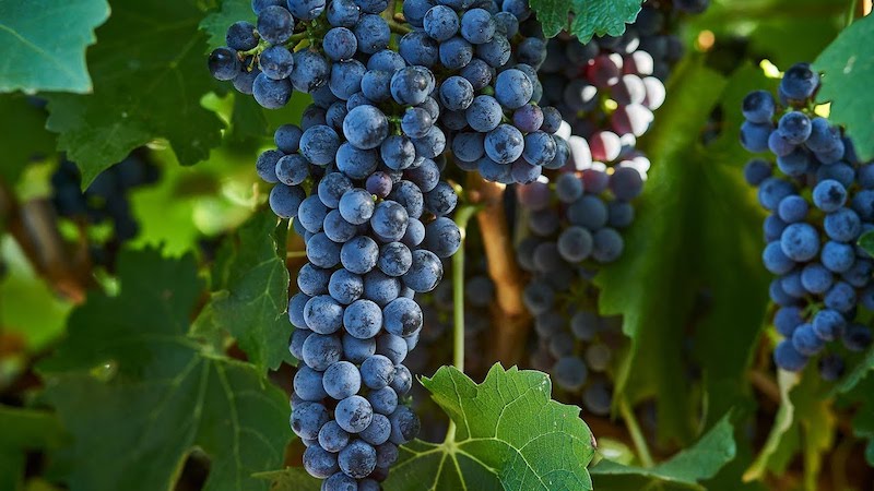 Featured wine varietal: Bordeaux style red blend Featured wine varietal: Bordeaux style red blend