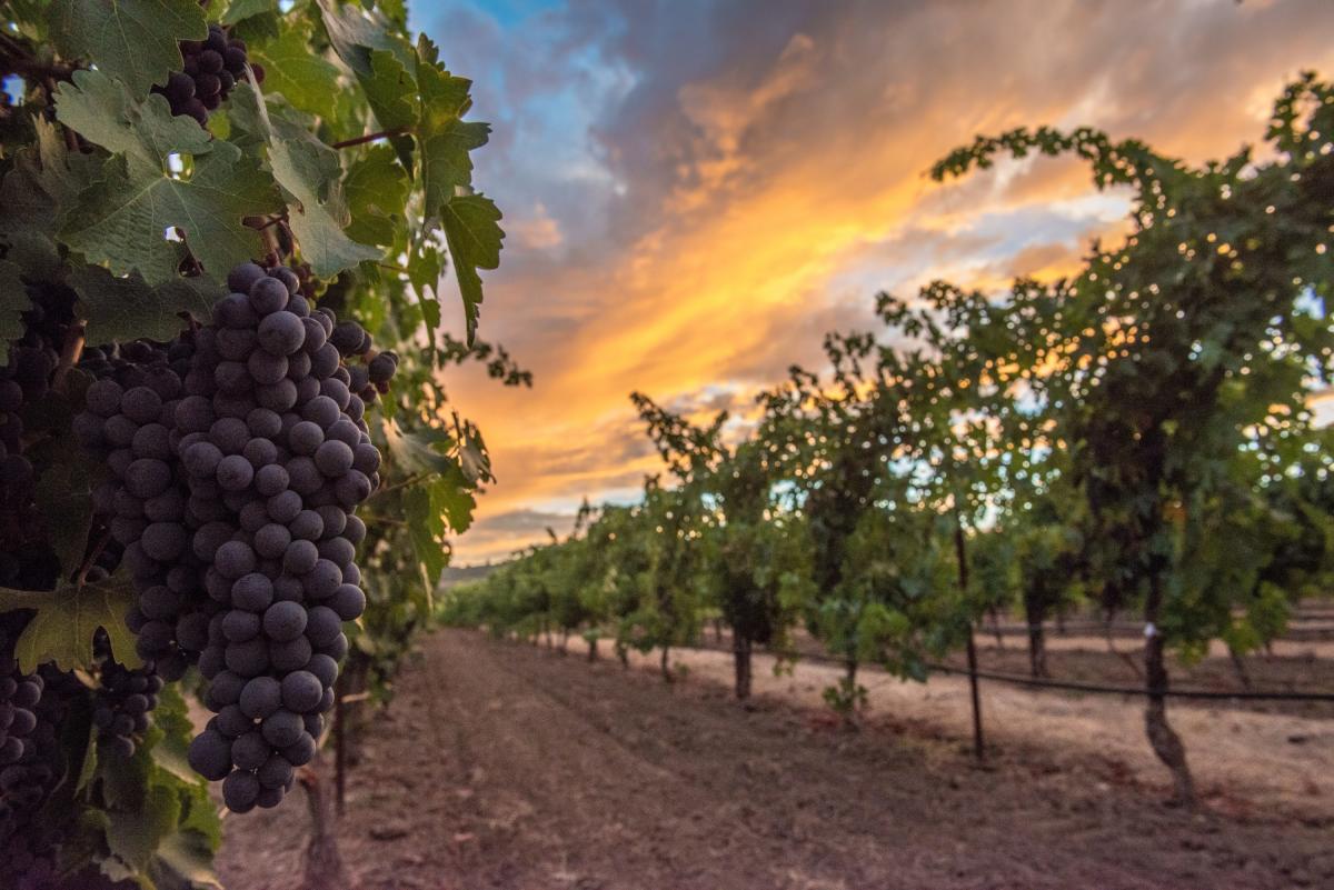 Featured grape varietal – Shiraz / Syrah Featured grape varietal – Shiraz