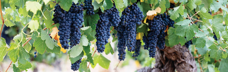 Featured grape varietal – Shiraz / Syrah Featured grape varietal – Shiraz