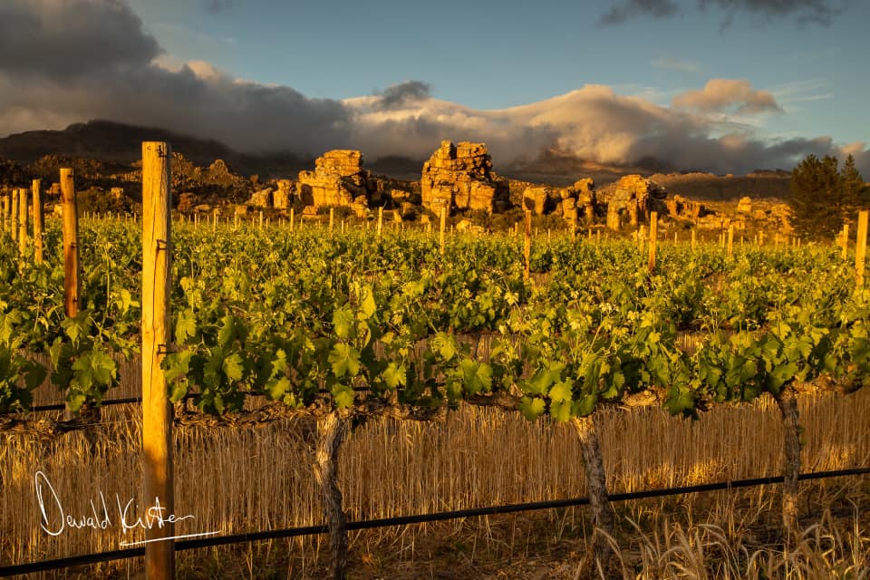 Featured winery – Cederberg Wines Featured winery – Cederberg Wines