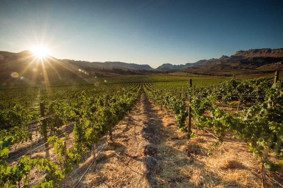 Featured winery – Cederberg Wines Featured winery – Cederberg Wines