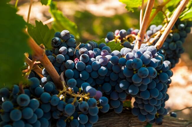 Featured grape varietal – Petit Verdot Featured grape varietal – Petit Verdot