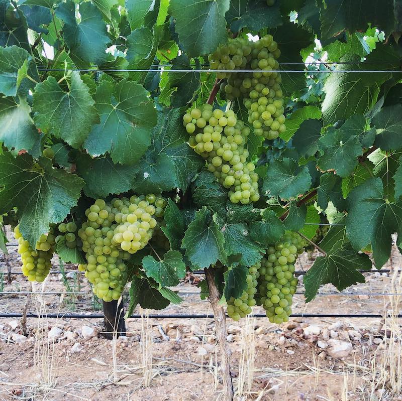 Featured winery – Springfield Estate - Made on Honour Featured winery – Springfield Estate - Made on Honour