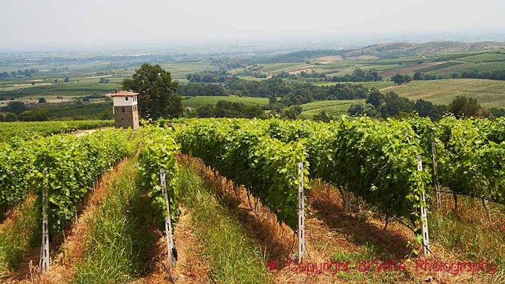 Featured grape varietal – Cabernet Franc Featured grape varietal – Cabernet Franc