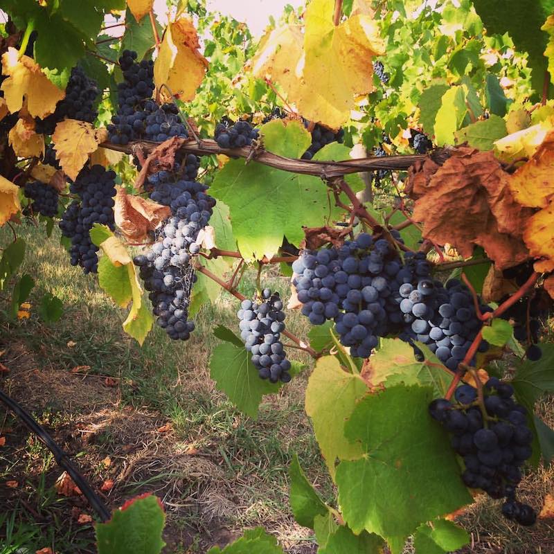 Featured winery – Kings of Kangaroo Ground Featured winery – Kings of Kangaroo Ground