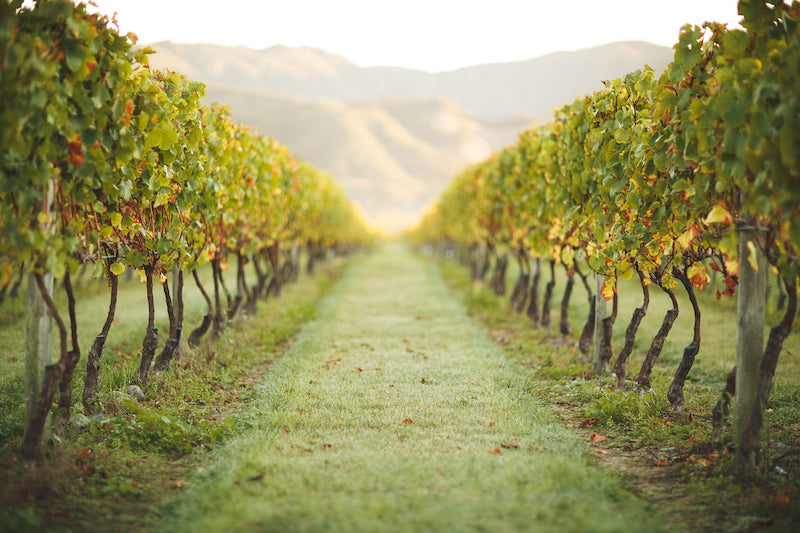 Featured winery – No.1 Family Estate Wines Featured winery – No.1 Family Estate Wines