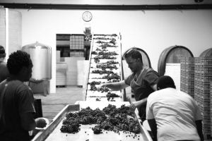 Testalonga Wines - One of the South African wine world’s most interesting enigmas Testalonga's Craig Hawkins