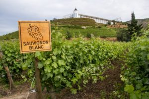 South African Sauvignon Blanc vs. Marlborough & Loire Sauvignon Blanc: A Clash of Styles Sauvignon Blanc vineyards in Loire