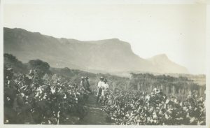 South African Wine – Where Old-World tradition meets New World Innovation Photographed in 1931, one of the vineyards which in the late 1700s produced wines ‘nearest to the wines of Constantia’