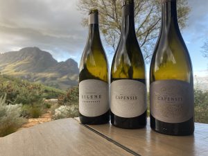 Cellaring is not just for expensive wines South African Chardonnay produced by Capensis Wines