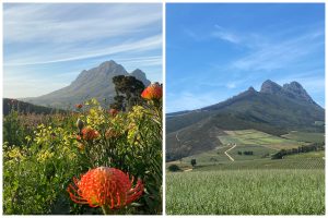 South African Wine – Where Old-World tradition meets New World Innovation South African Vineyards
