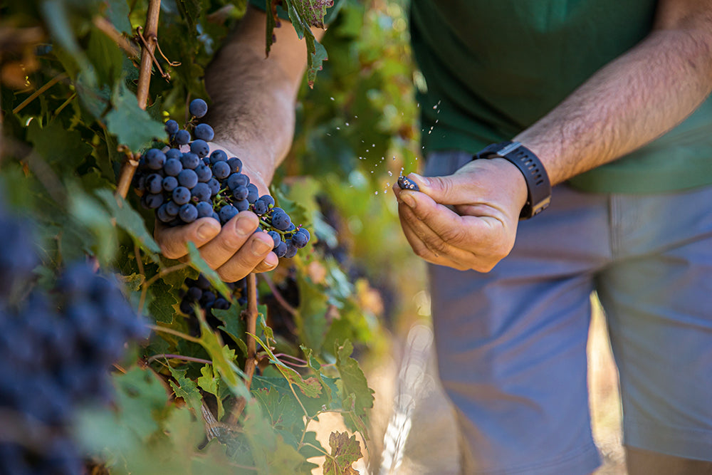 Rise of South African Wine - Cabernet Sauvignon out of Stellenbosch South African Cabernet Sauvignon