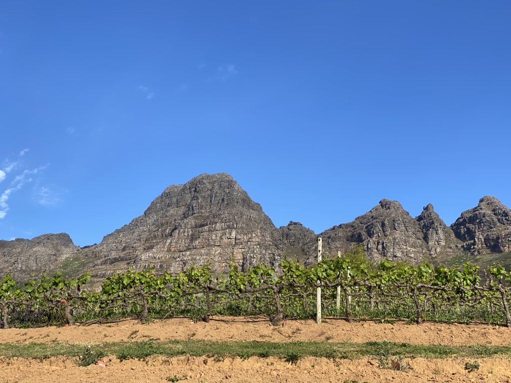 Top South African wineries to visit on your trip – Part 2 Uva Mira vineyard