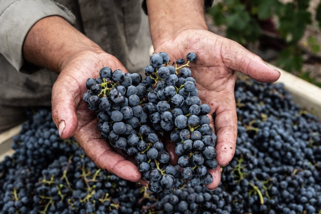 Rise of South African Wine - Cabernet Sauvignon Cabernet Sauvignon