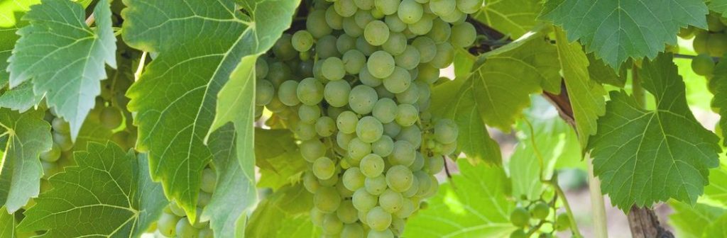 The Rise of South African Chenin Blanc Chenin Blanc grapes