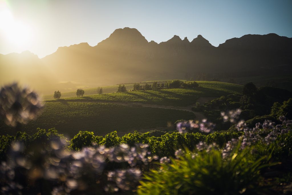 Ernie Els Wines - The Iconic symbol of the Helderberg Ernie Els Vineyards