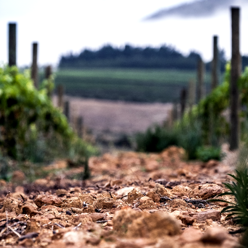 Rust en Vrede Wine Estate – A rich history of more than 300 years in winemaking Rust en Vrede Estate Terroir